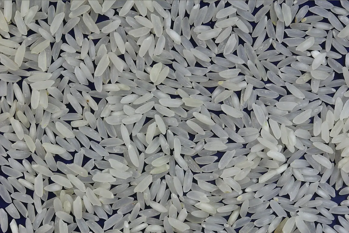 Close-up of dry, uncooked long-grain rice